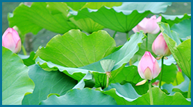 Đóa Sen Khiết Tinh